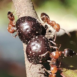 Sphaerolecanium prunastri